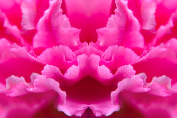 Close up of Carnation