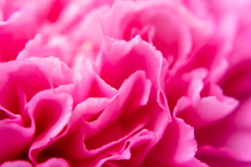 Close up of Carnation