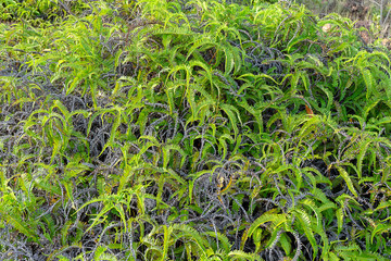Close up fern leaves.