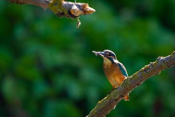 Kingfisher or Alcedo atthis perches with prey on branch