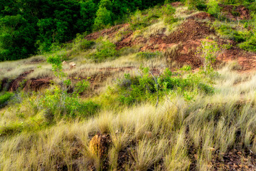 Dry grass on the mountain.