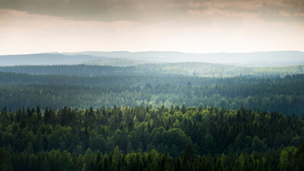 Forest in Laukaa, Finland