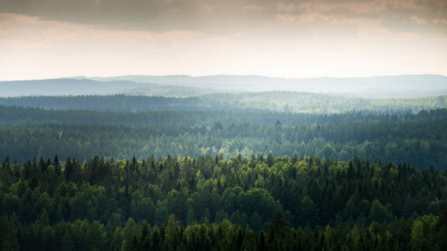 Forest in Laukaa, Finland