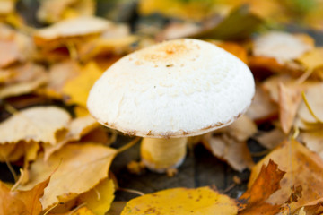 White Wood mushroom with white fluffy hat on tree trunk, autumn fallen leaves