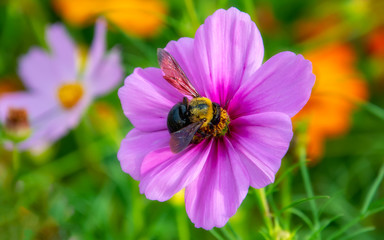 Flor de Cosmos  abelha se alimentando de pólen