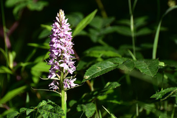 Orchidee im Ortelsbruch