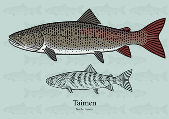 Taimen. Vector illustration with refined details and optimized stroke that allows the image to be used in small sizes (in packaging design, decoration, educational graphics, etc.)