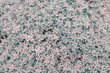 Background from the leaves of thyme, stylized