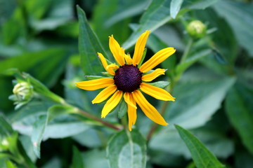 Black-eyed Susan or Rudbeckia hirta or Brown-eyed Susan or Brown betty or Gloriosa daisy or Golden Jerusalem or English bulls eye or Poor-land daisy or Yellow daisy or Yellow ox-eye daisy annual flowe