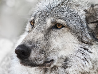white wolf close up