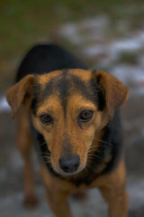 Sad puppy in the park.