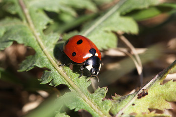 lady bug
