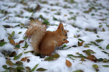 Close-up portrait young squirrel eats nut in the winter park. 