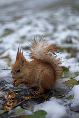 Close-up portrait young squirrel eats nut in the winter park. 