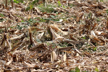 Cornfield left full of dry husks mixed with grass after harvest on warm sunny summer day