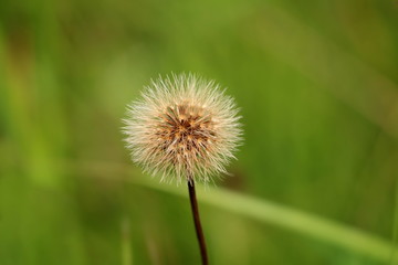 Dandelion or Taraxacum flower with flower head composed of numerous grey and white florets with green leaves and grass background on a warm summer day