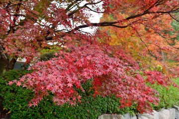 魚楽園の紅葉