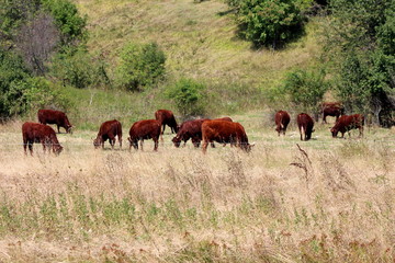 Dark brown cows calmly standing and eating dry grass in enclosed area protected with electrical wire surrounded with high uncut grass and small trees on warm summer day