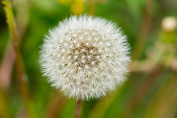 Full Dandelion in Bloom