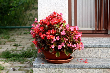 Fototapeta na wymiar Flower pot with Begonia plants with green to reddish brown leaves and bright red and violet flowers with yellow center on marble steps in front of metal doors next to stone tiles sidewalk