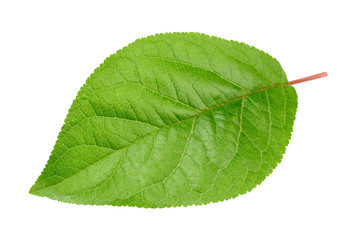Fototapeta premium Plum leaf isolated Clipping Path