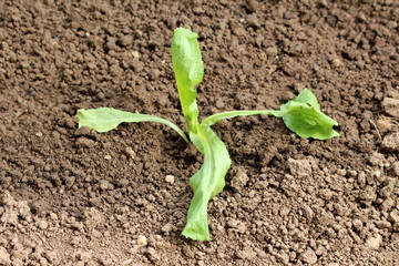 Four leaf freshly planted young lettuce growing in home garden surrounded with light brown garden soil on warm sunny day