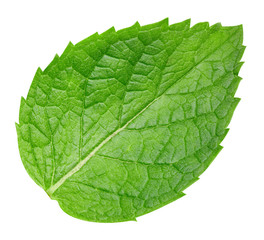 Obraz premium mint leaves isolated