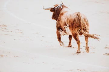 Photo sur Aluminium Tauromachie Fighting bull running in the arena. Bullring. Toro bravo