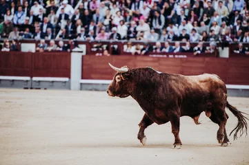 Cercles muraux Tauromachie Fighting bull running in the arena. Bullring. Toro bravo