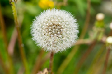 Full Dandelion in Bloom