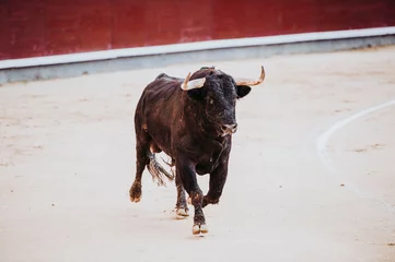 Cercles muraux Tauromachie Fighting bull running in the arena. Bullring. Toro bravo