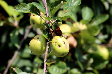Green to yellow apples with few grey spots and small holes on single branch surrounded with dark green leaves in local garden
