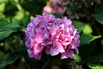 Hydrangea or Hortensia garden shrub with multiple dark pink flowers with pointy petals surrounded with thick green leaves and other garden vegetation in shade of large tree on warm sunny day
