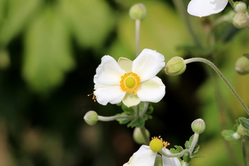 Japanese anemone or Anemone hupehensis or Thimbleweed or Windflower or Chinese anemone or Anemone hybrida flowering plant with flower containing white sepals and prominent yellow stamens surrounded wi