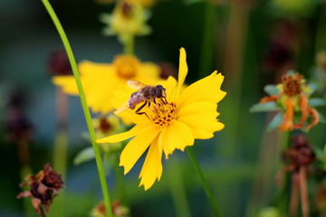 Lance-leaved coreopsis or Coreopsis lanceolata or Lanceleaf tickseed or Sand coreopsis perennial plant with bee on top surrounded with other flowers and garden vegetation on warm sunny day