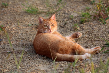 Naklejka na ściany i meble Light brown family cat woken from dream while lying on gravel and looking confused directly at camera on warm sunny day at sunset