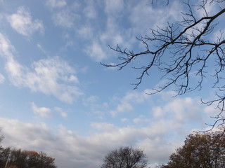 空に映える針葉樹・空