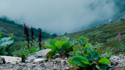 flowers on rocks.