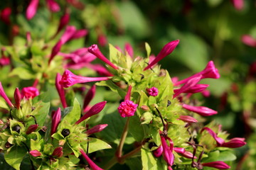 Fototapeta premium Marvel of Peru or Mirabilis jalapa or Four oclock flower or Beauty of the night or Coat of many colours long-lived perennial herb with closed tubular dark pink flowers surrounded with light green leav