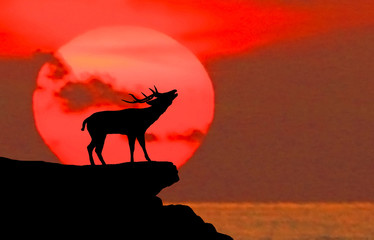 silhouette   deer on meadow during sunrise