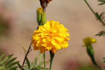 Mexican marigold or Tagetes erecta or Aztec marigold or African marigold or Big marigold herbaceous annual plant with large flowerhead filled with dense bright yellow petals surrounded with flower bud