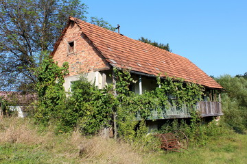 Fototapeta na wymiar Old abandoned red brick family house with wooden porch and dilapidated roof tiles completely overgrown with crawler plants and high grass with rusted agricultural tool left outside on warm sunny summe
