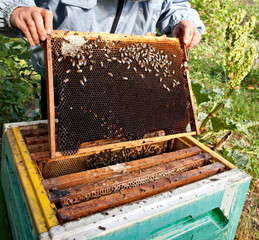 The beekeeper takes the frame with honeycomb from the hive