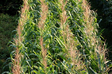 Straight lines of fresh green corn in local cornfield on warm sunny summer day