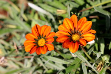 Treasure flower or Gazania rigens half-hardy perennial plants with daisy-like composite flower heads consisting of orange to yellow petals with black spots at the base of the ligules on dark leaves