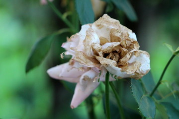 White rose with fully open withering petals surrounded with dark green leaves in local garden on warm summer day