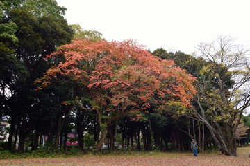 南立石公園の紅葉