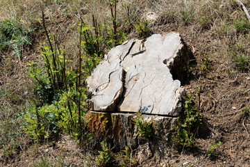 Wide tree stump left after cutting surrounded with small new branches full of fresh green leaves and uncut grass on warm sunny summer day