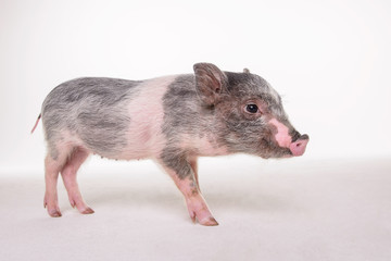 Little pink piggy with grey spots on white background in Studio