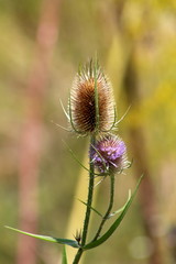 Wild teasel or Dipsacus fullonum or Fullers teasel herbaceous biennial plant with prickly stem and erect brown egg-shaped flower heads partially filled with small purple flowers on garden vegetation b